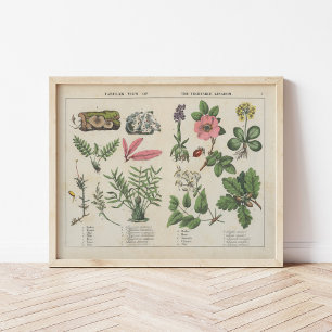 Vegetable Kingdom   Charlotte Mary Yonge Poster