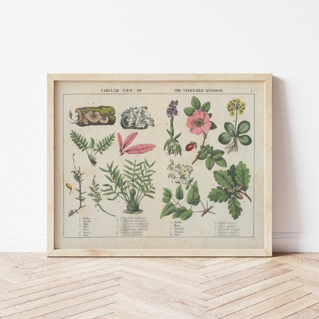 Vegetable Kingdom | Charlotte Mary Yonge Poster (Creator Uploaded)