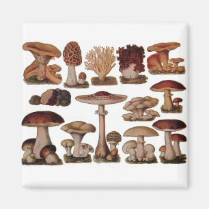 Vegetarian hipster steampunk vintage mushroom magnet