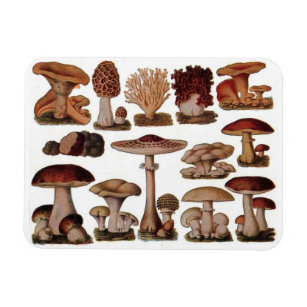 Vegetarian hipster steampunk vintage mushroom magnet