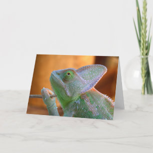 Veiled Chameleon Card