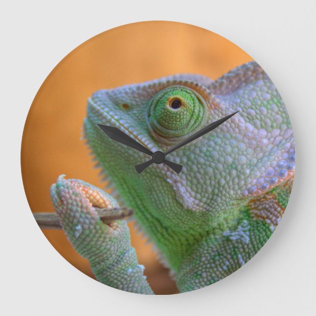 Veiled Chameleon Large Clock (Front)