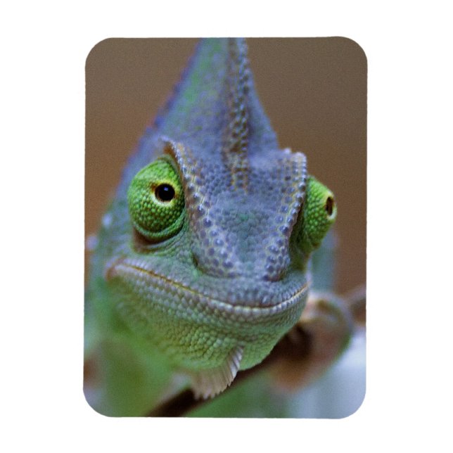 Veiled Chameleon Magnet (Vertical)