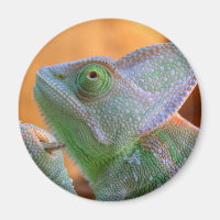 Veiled Chameleon
