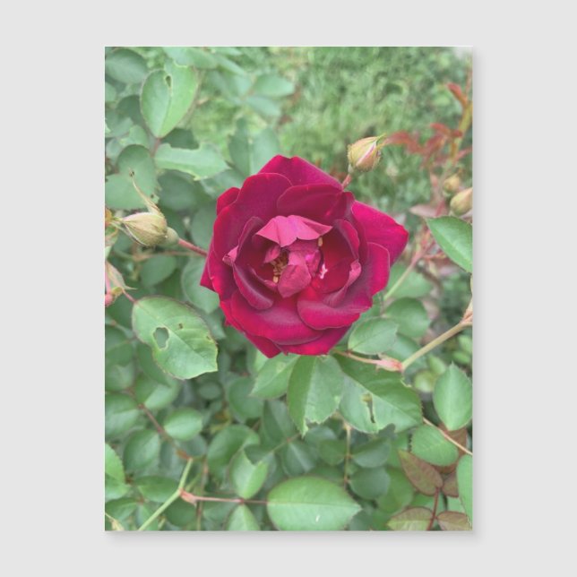 Veiled Rose Magnet (Front)
