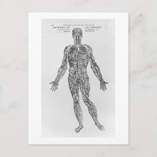 Veins and Arteries system (b/w print) Postcard