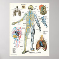 Veins Lungs Human Anatomy Poster 18 x 24