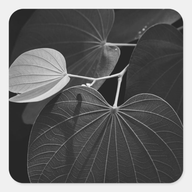 Veins of a Leaf Square Sticker (Front)