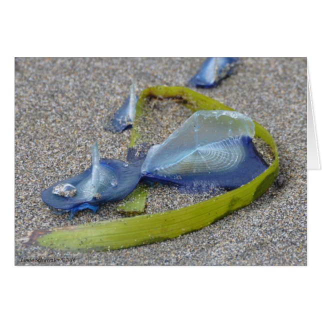 Velella Jellyfish (Front Horizontal)