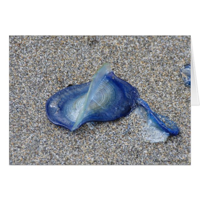 Velella Jellyfish (Front Horizontal)