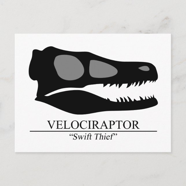 Velociraptor Skull Postcard (Front)