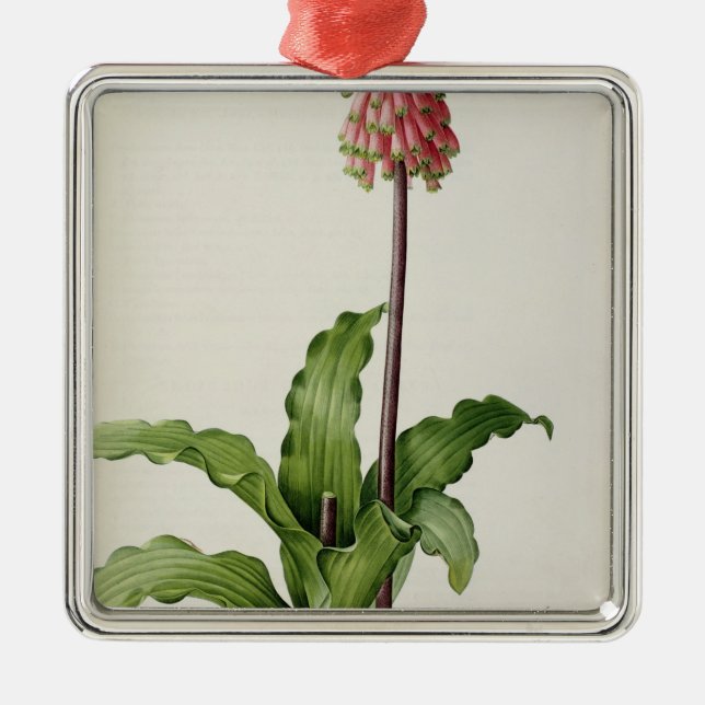 Veltheimia Capensis, from `Les Liliacees', c.1805 Metal Tree Decoration (Front)