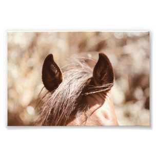 Velvet Brown Horse Ears And Bangs Photo Print