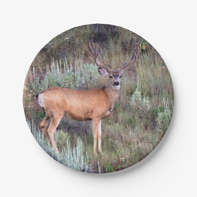 Velvet buck paper plate (Front)