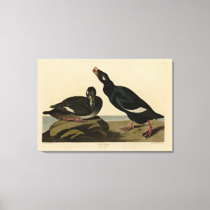 Velvet Duck - from Audubon's Birds of America Canvas Print