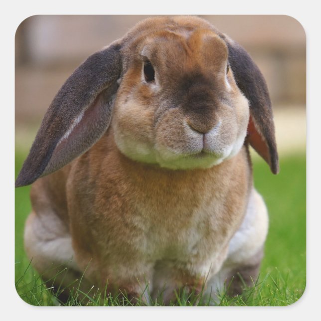 Velveteen Lop Bunny Rabbit Square Sticker (Front)