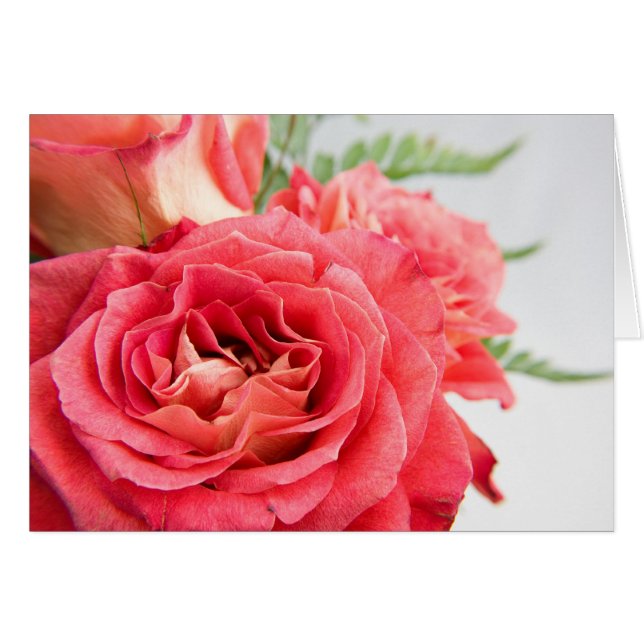 Velvety Pink Roses (Front Horizontal)