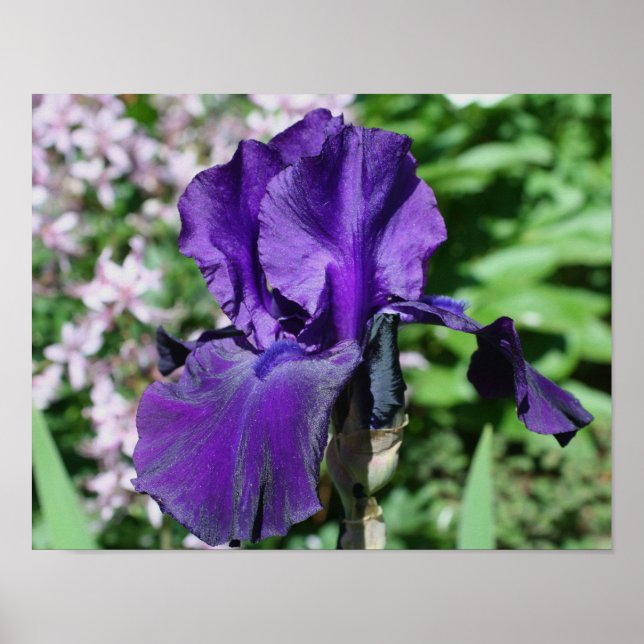 Velvety Purple Bearded Iris Flower Poster (Front)