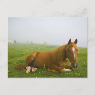 veneto italy 2 postcard