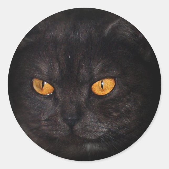 Venezia Cat sticker (Front)