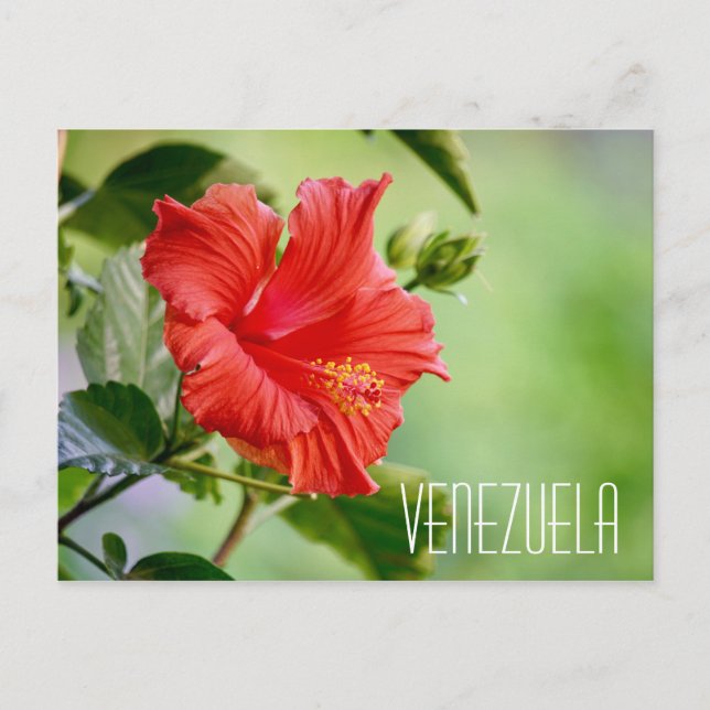 Venezuela hibiscus flower postcard (Front)