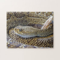 Venomous Rattle Snake Close Up