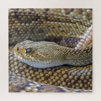 Venomous Rattle Snake Close Up
