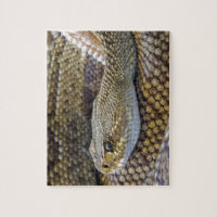 Venomous Rattle Snake Close Up