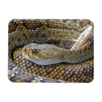 Venomous Rattle Snake Close Up