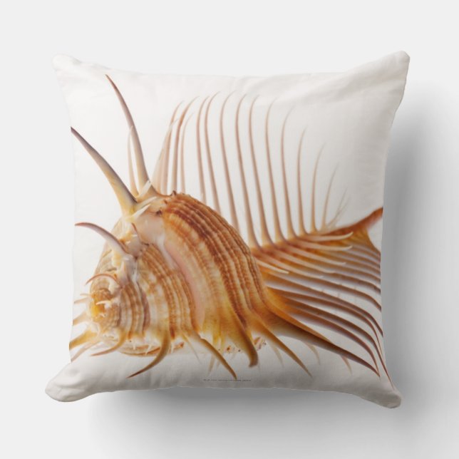 Venus Comb Murex shell (Murex pectin) against Cushion (Front)