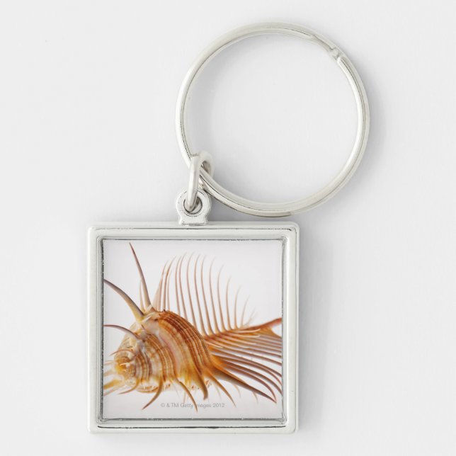 Venus Comb Murex shell (Murex pectin) against Key Ring (Front)
