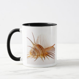 Venus Comb Murex shell (Murex pectin) against Mug
