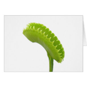Venus Fly Trap