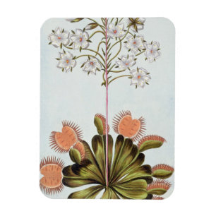 Venus Fly-trap, plate 84, from 'Collection Precieu Magnet