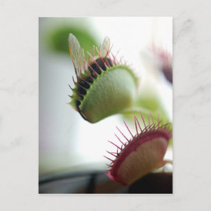 Venus Fly Trap Postcard