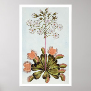 Venus Fly-trap Poster
