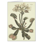 Venus Flytrap Botanical Illustration