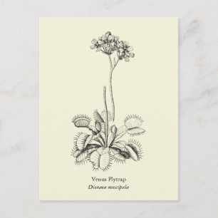 Venus Flytrap, Carnivorous Plant Postcard