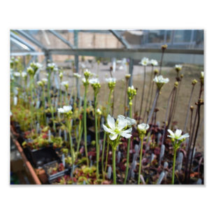 Venus Flytrap Flowers Photo Print