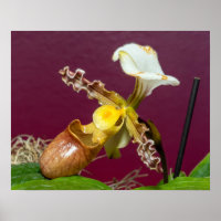 Venus Slipper Orchid