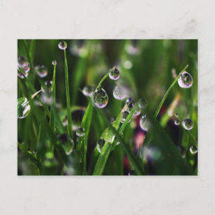 veranda rice nursery postcard