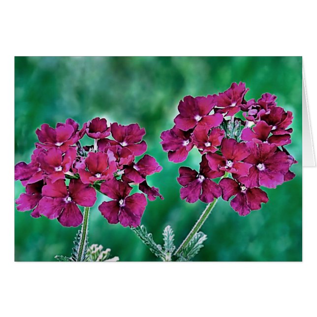 Verbena (Front Horizontal)