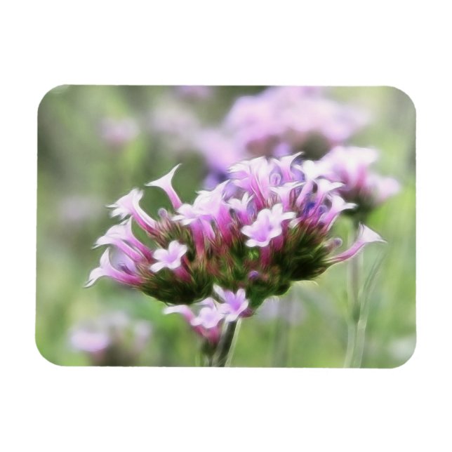 Verbena Bonariensis Magnet (Horizontal)