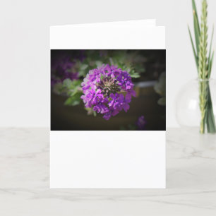 Verbena, card