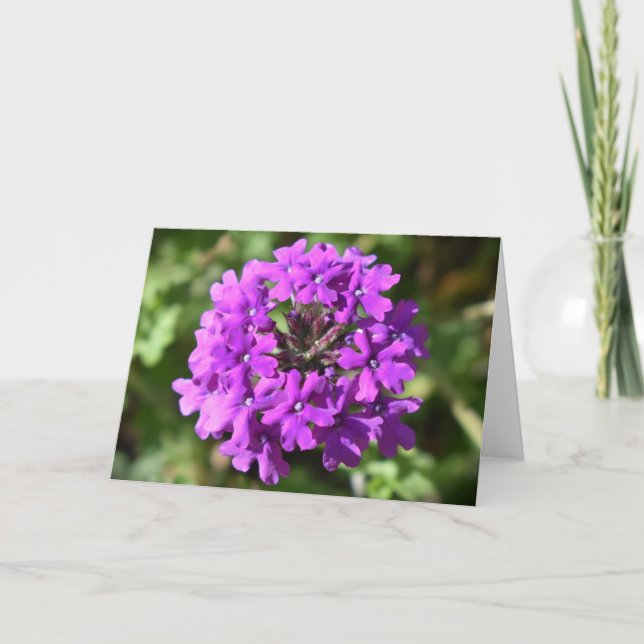 Verbena, card (Front)