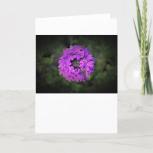 Verbena, card