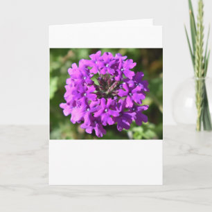 Verbena, card