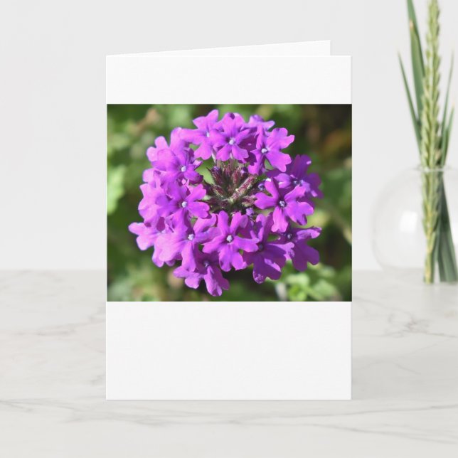Verbena, card (Front)