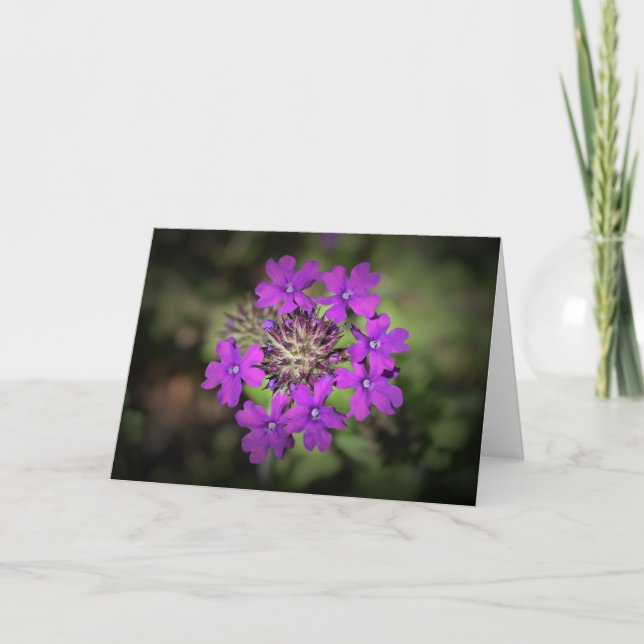 Verbena, card (Front)