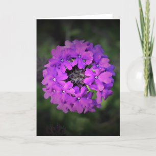Verbena, card